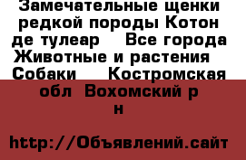 Замечательные щенки редкой породы Котон де тулеар  - Все города Животные и растения » Собаки   . Костромская обл.,Вохомский р-н